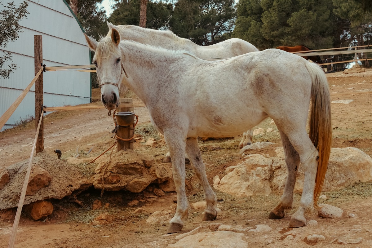 Horse leg conformation