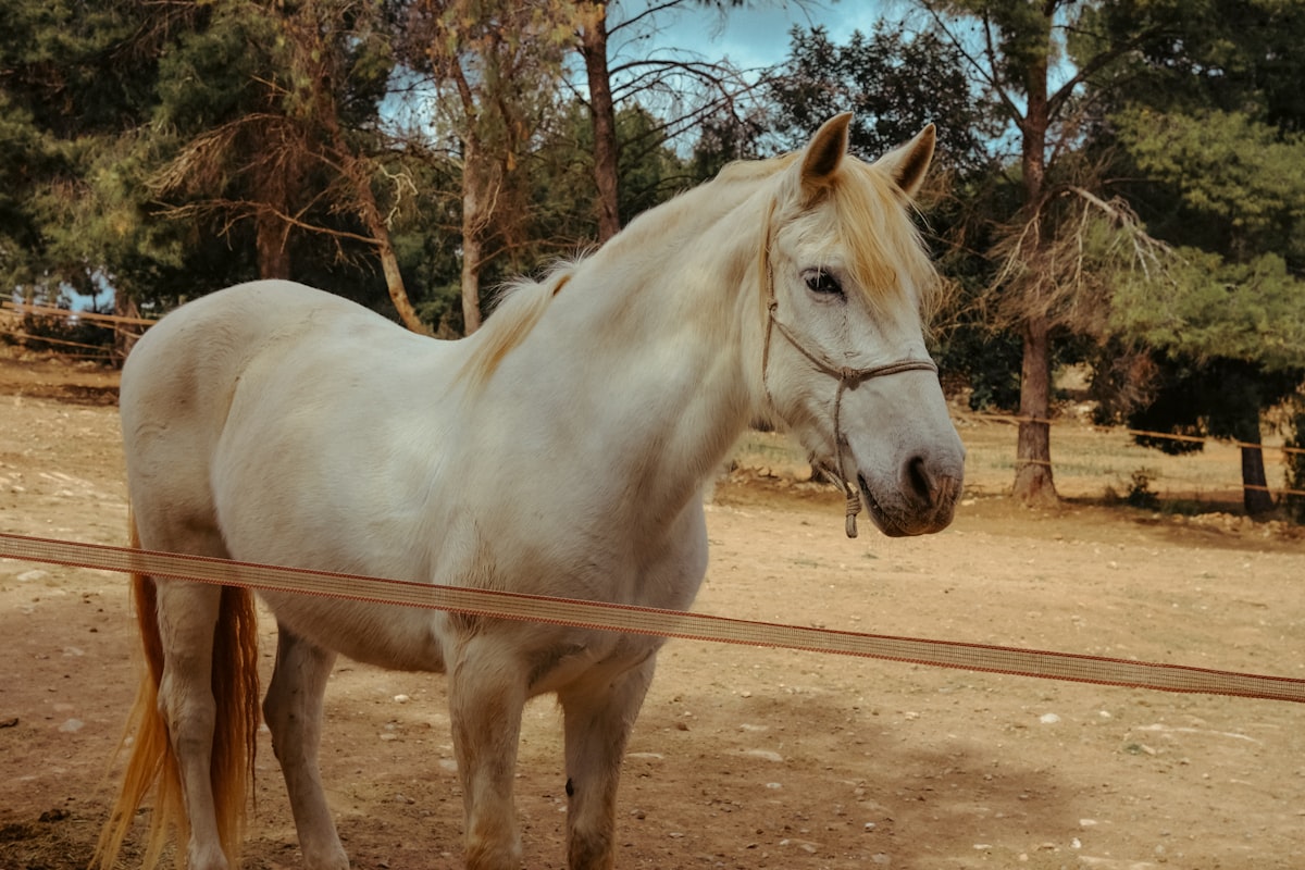 Gaited horse under saddle