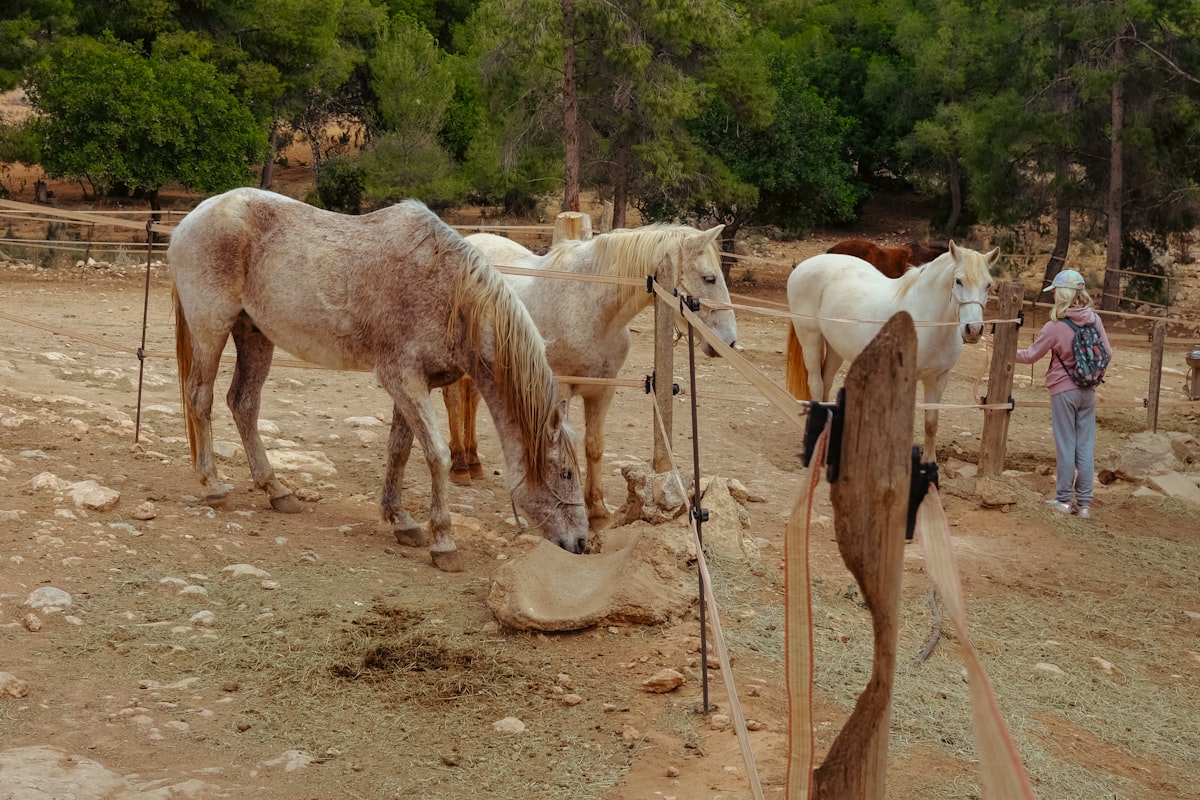 Horse in summer paddock