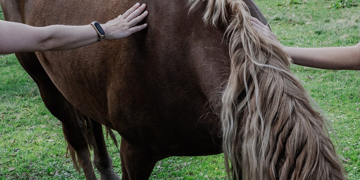Seasonal Horse Care: A Complete Year-Round Guide