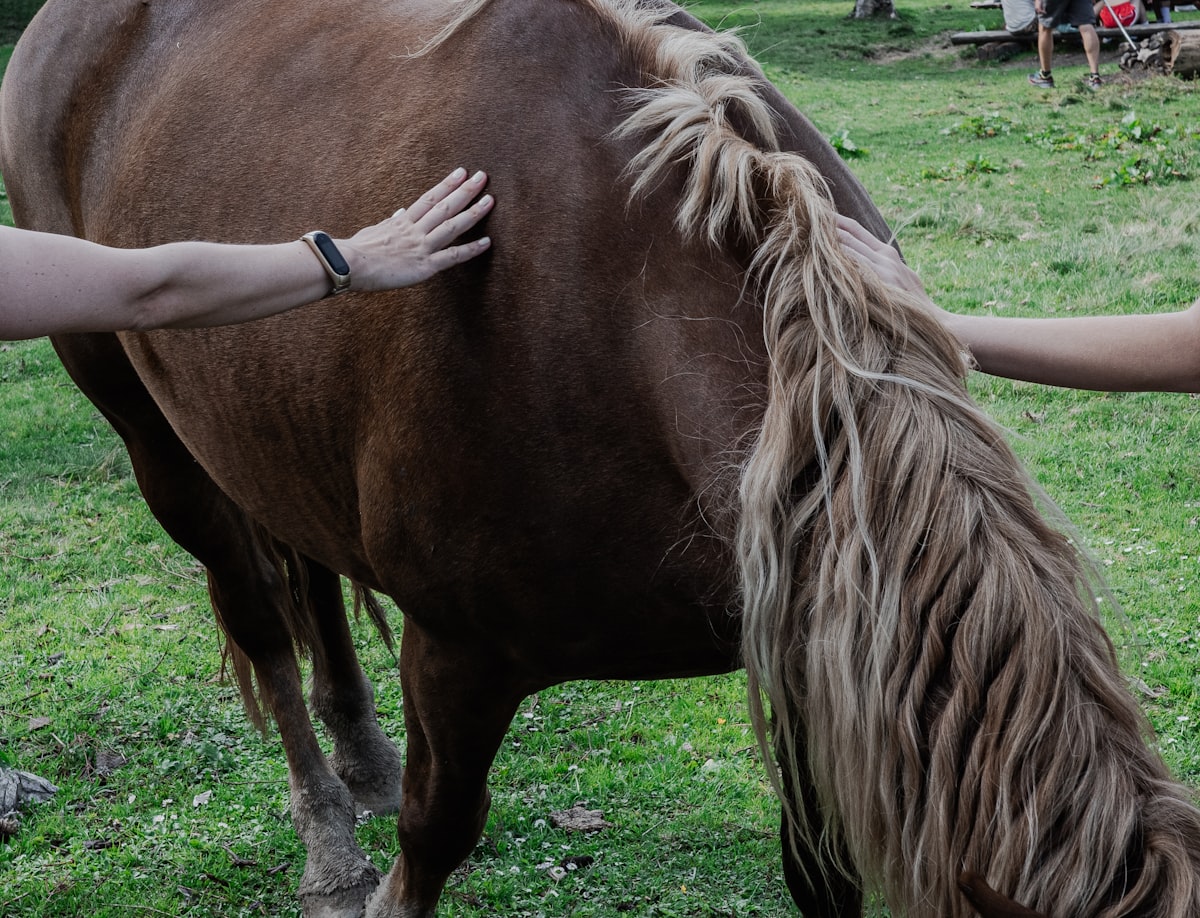 Healthy horse receiving treat