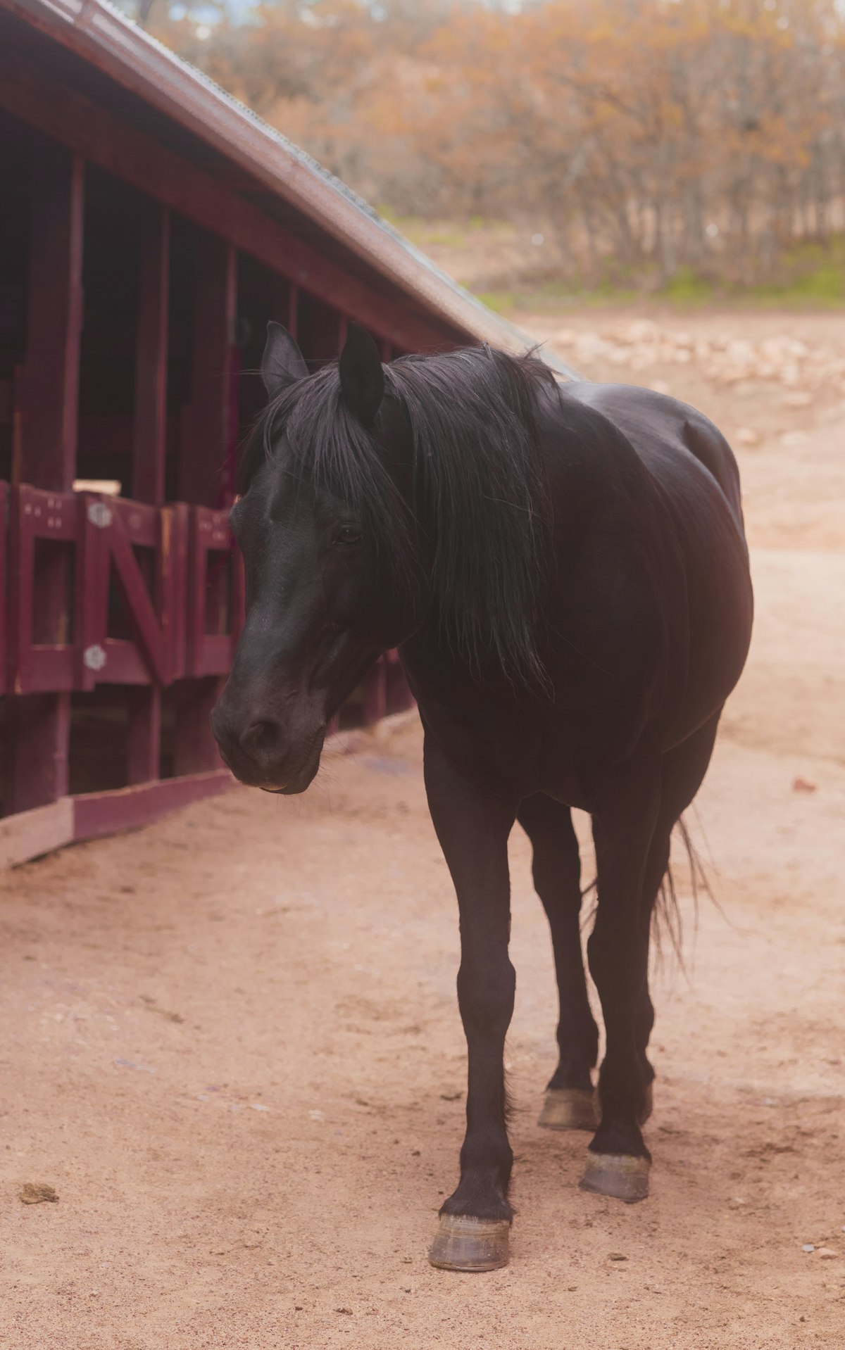 Healthy horse in stable
