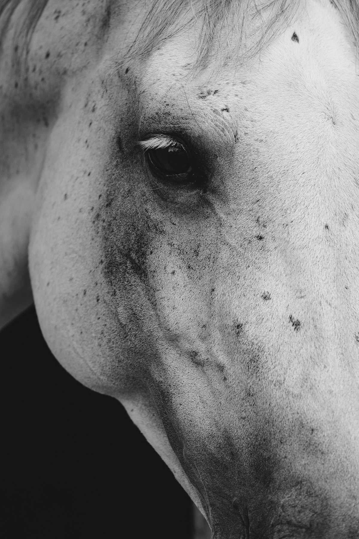 Quarter Horse in training