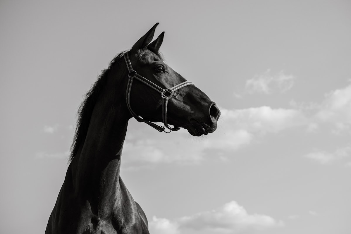 Quarter Horse showing