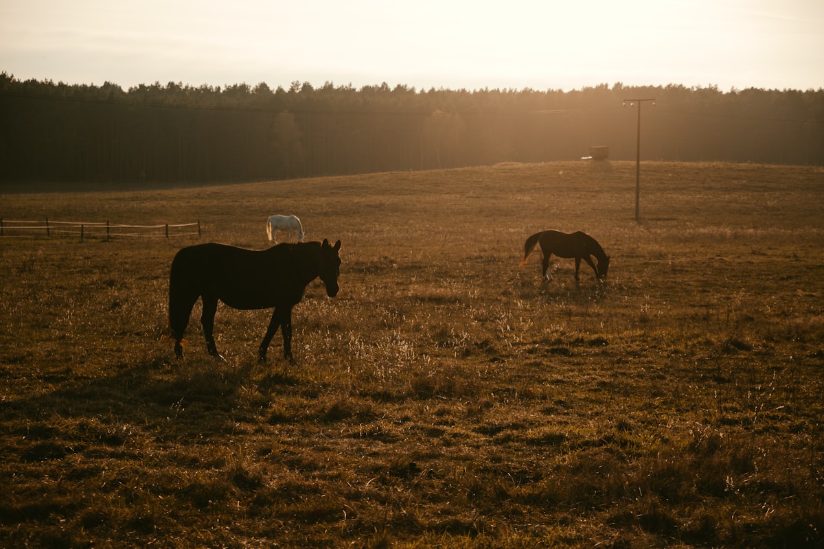 Quarter Horse being cared for