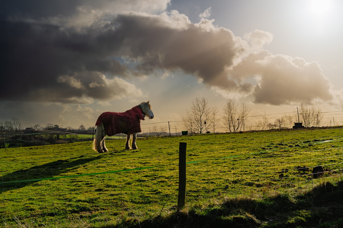 Horse enjoying feeding time