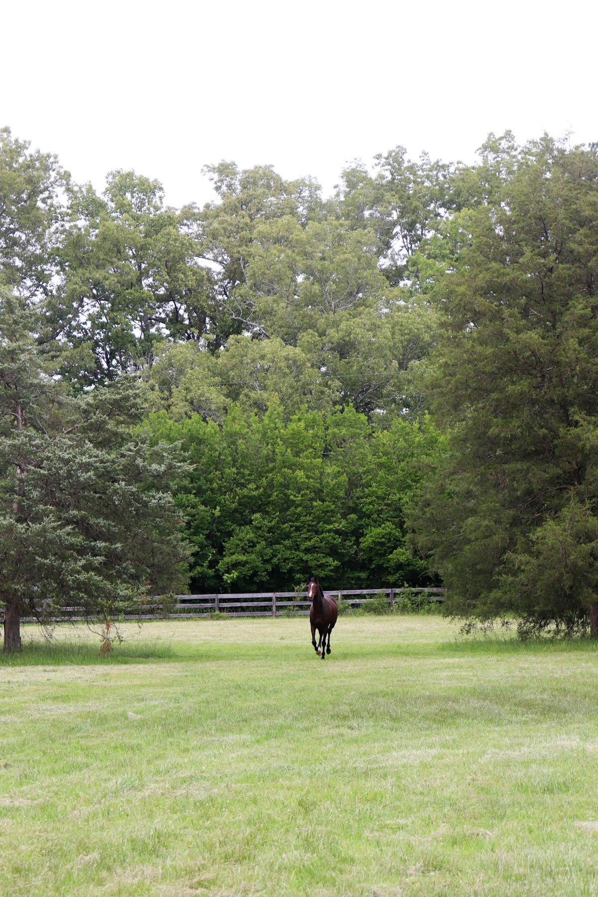 Healthy horse in paddock