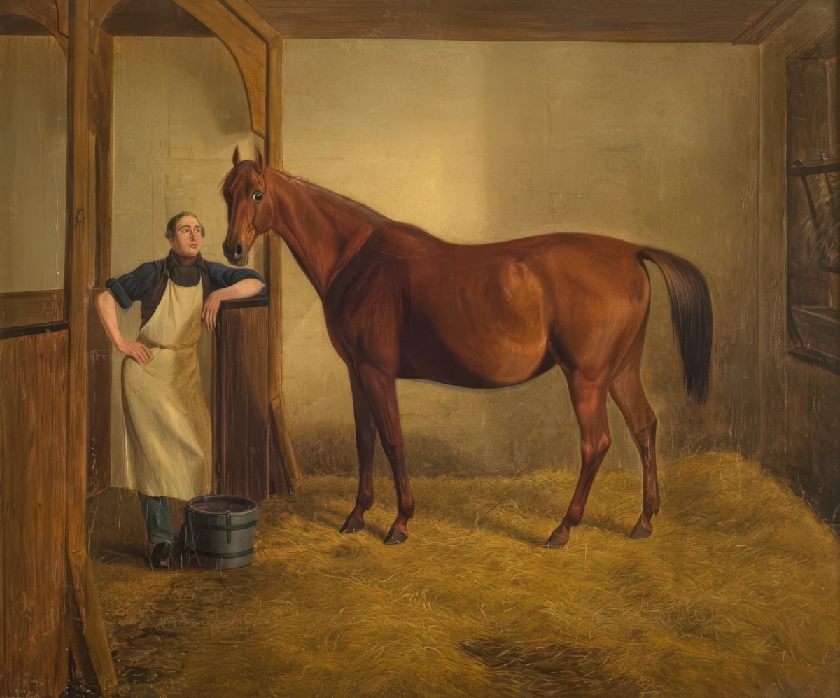 Arabian horse in training