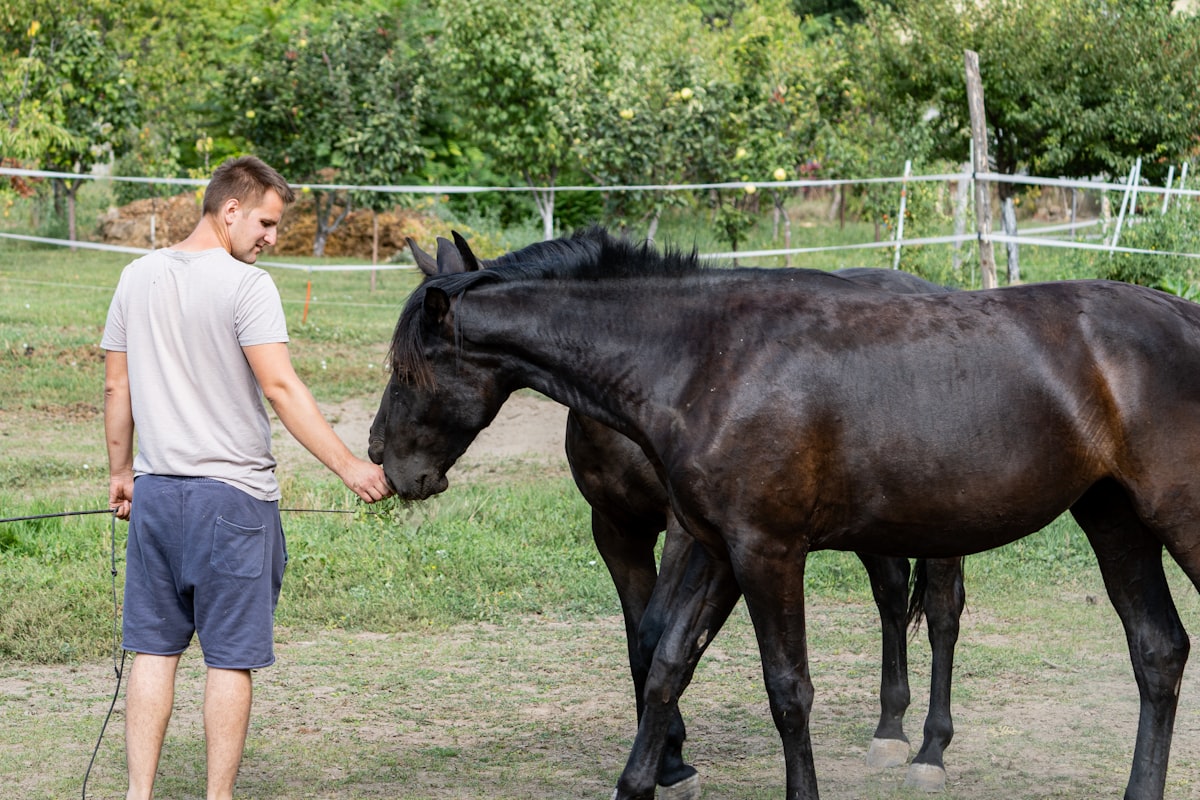 Horse standing in stable