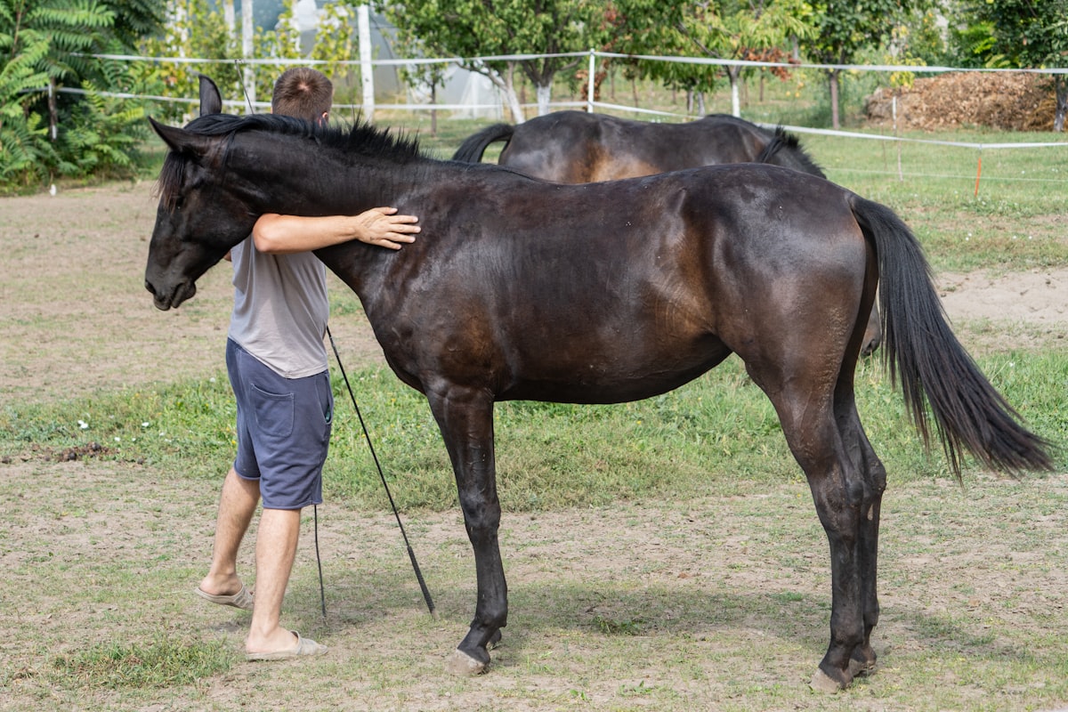 Horse enjoying treat