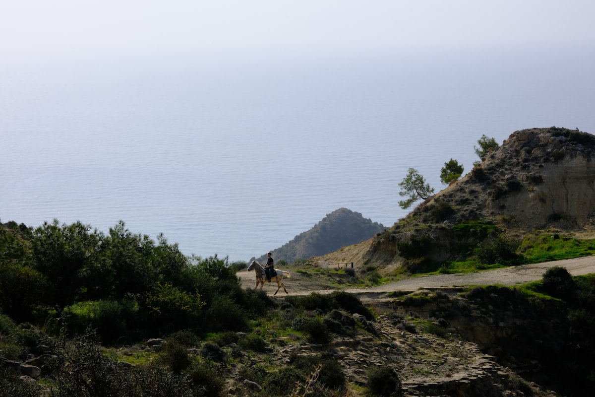 Friesian horse in training