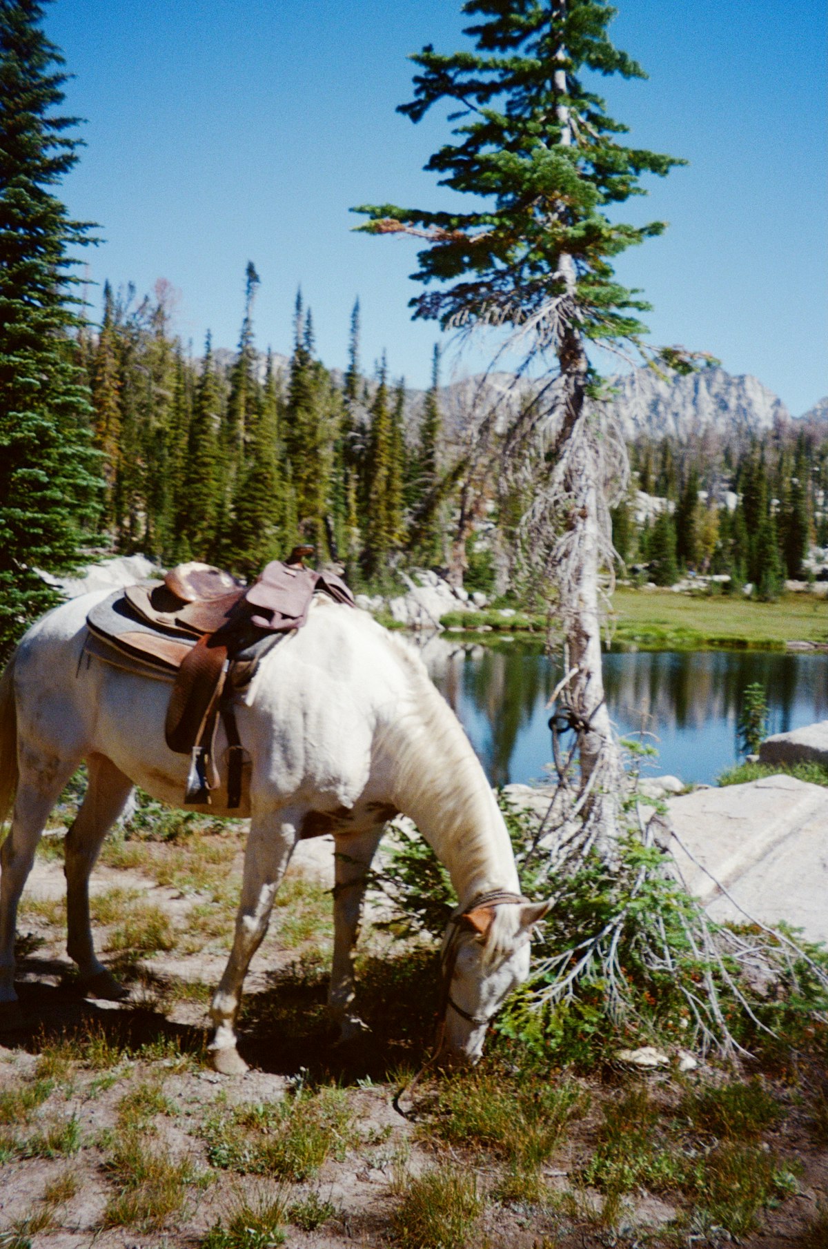 Paint Horse working cattle