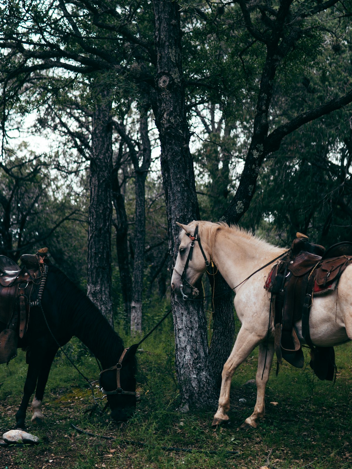 Paint Horse with owner