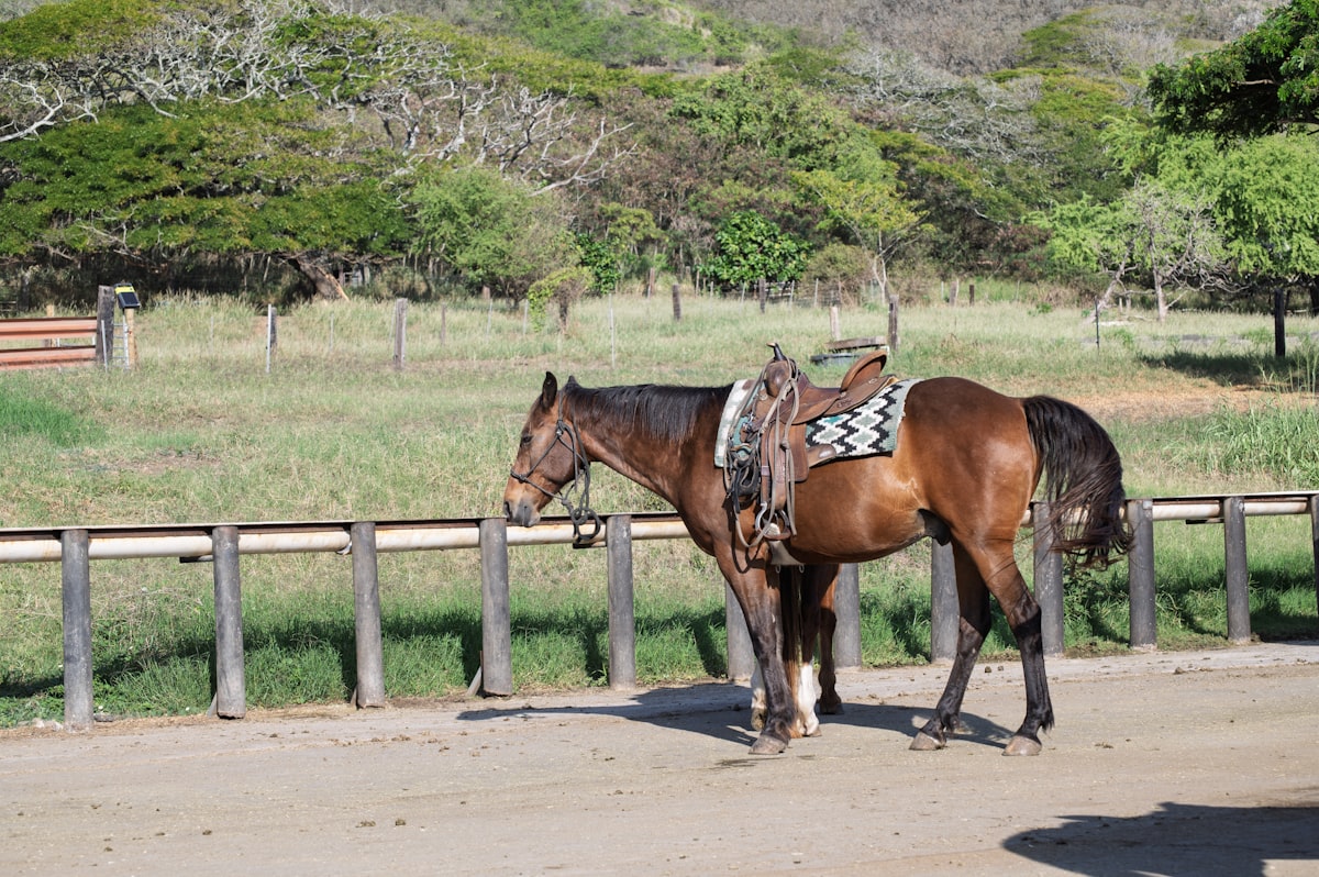 Thoroughbred sport horse