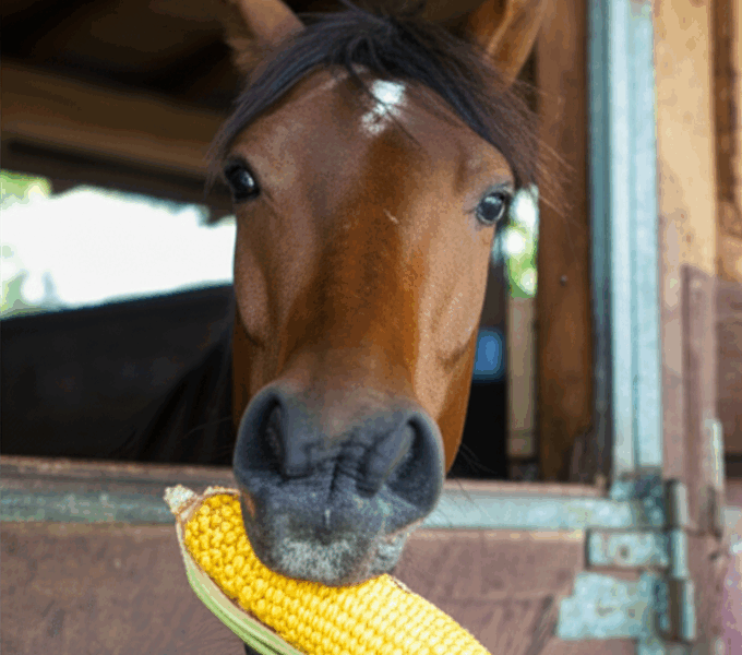 Can Horses Eat Corn? Feed vs Treat Guide [2026]