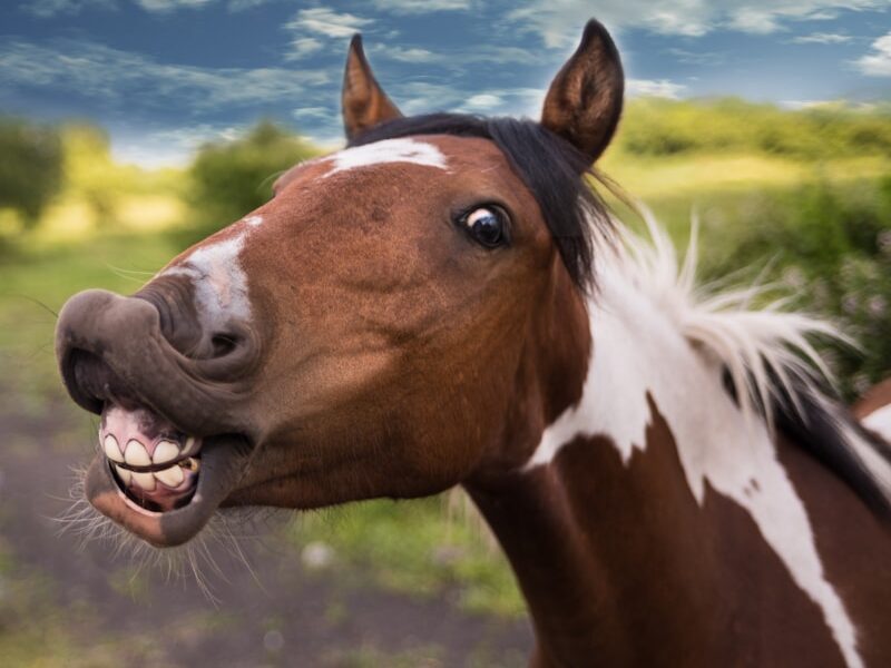 Horse Supplements Explained: What Works and What Doesn’t