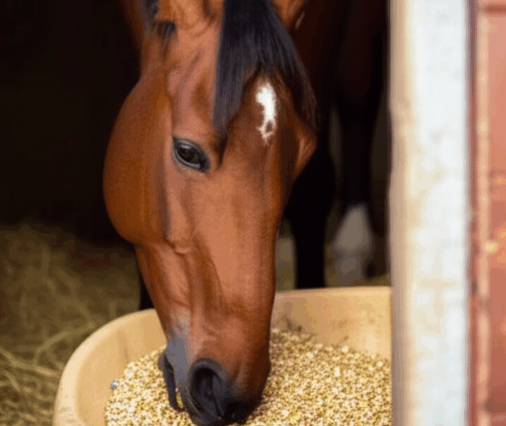 Can Horses Eat Oats? The Safest Grain Explained [2026]