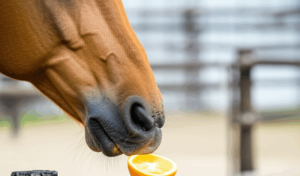 Can Horses Eat Oranges? Citrus Safety Guide [2026]