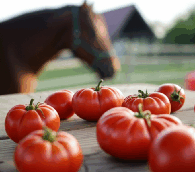 Can Horses Eat Tomatoes? Nightshade Safety Guide [2026]