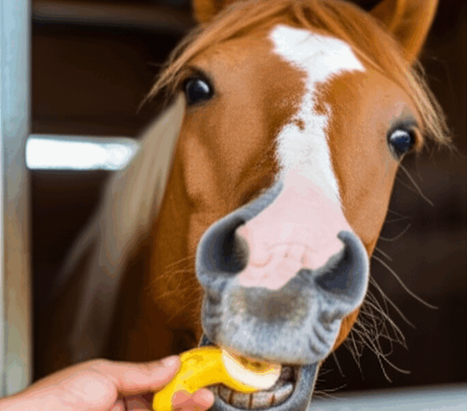 Can Horses Eat Bananas? Safe Treat Guide [2026]