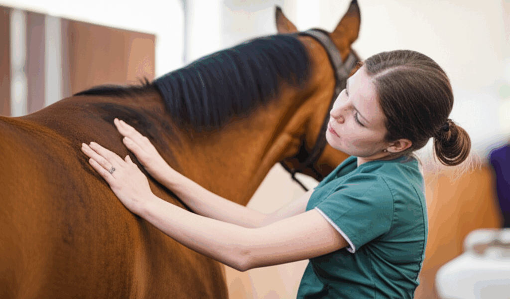 Equine Massage and Bodywork Benefits for Your Horse [2026]