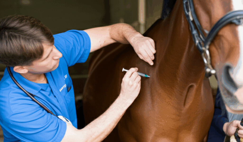 Signed Up for a Dressage Clinic