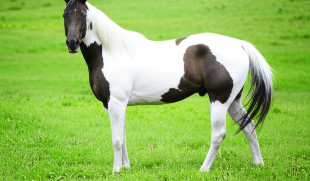 How Much Does a Paint Horse Cost? Price Guide [2026]