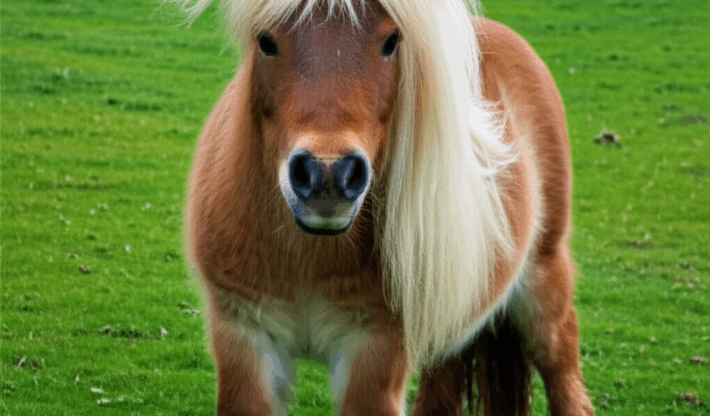 How Much Does a Shetland Pony Cost? Price Guide [2026]