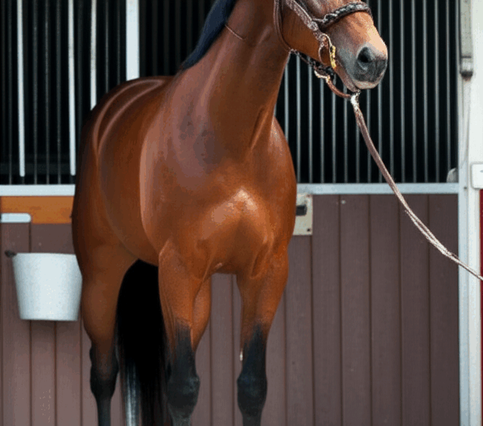 Thoroughbred Horse Pricing and Cost [2026]