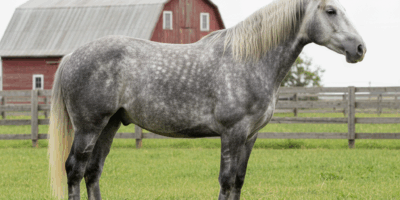 Dapple gray Percheron draft horse standing in a pasture