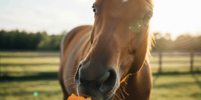 Professional photograph related to: Can Horses Eat Sweet Potatoes? Safe — But Not Regular Potatoes.
